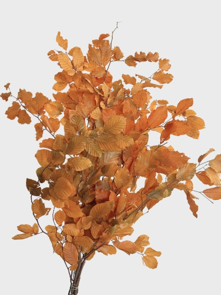 Fagus Estabilizado Yellow 70cm 100g