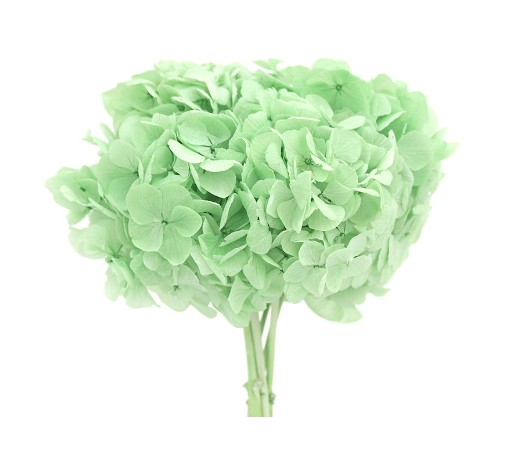 Hortensia Preservada Premium Verde Menta 15-20cm