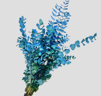 Eucalipto Cinerea Nacional Pintado Azul