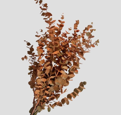 Eucalipto Cinerea Nacional Pintado Otoal