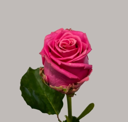 Rosa Hol. Tan Charlotte 50cm A2