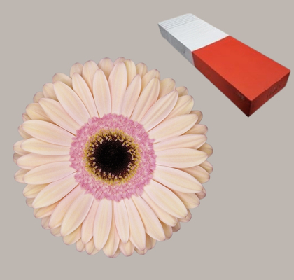 Gerbera Hol. Alliance Rs/sal "T25" (7 Dias - 2)
