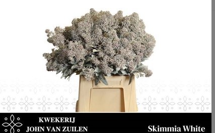 Skimmia Rubella Pintada Blanca 45cm "Paquete"