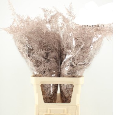 Esparraguera Pintada Platinium 65cm "T50"