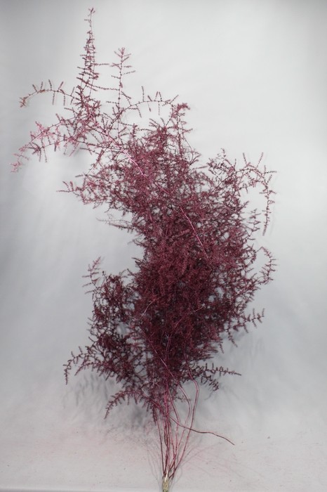 Esparraguera Silvestre Pintada Burdeos 120cm "T25"