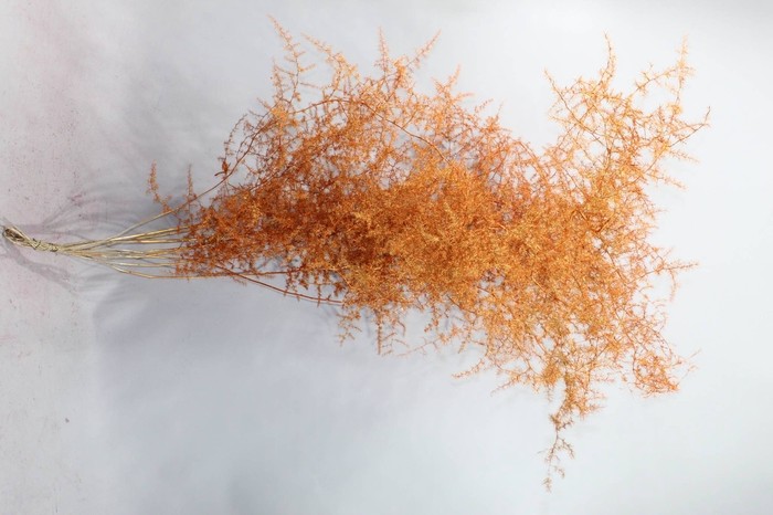 Esparraguera Silvestre Pintada Bronce 120cm "T25"