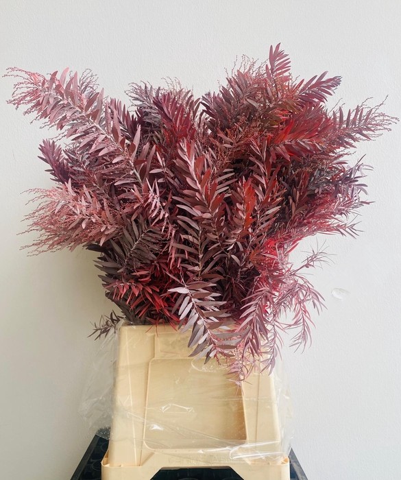 Mimosa Italia Luna Argento Red Absorcion 70cm