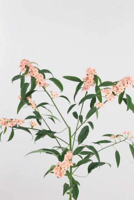 Euphorbia Pink Baron 70cm (10cm flor)