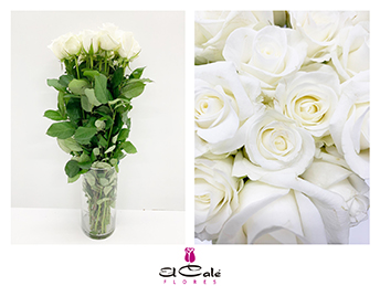 Rosa Hol. Akito 50cm (7 Dias - 2�)