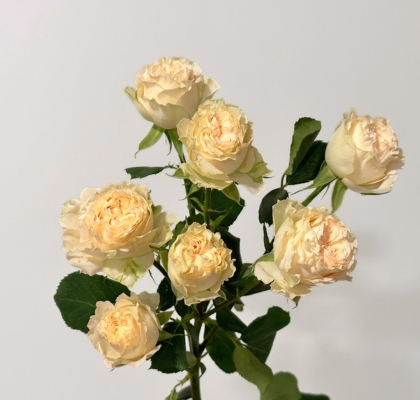 Ramificada Summerrose 60cm (7 Dias - 2)