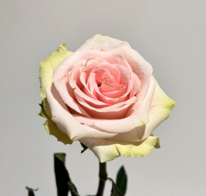 Rosa Col. Absolut In Pink 60cm