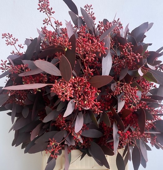 Eucalipto Italia Populus Berry "Red Absorcion" 70cm 300gr