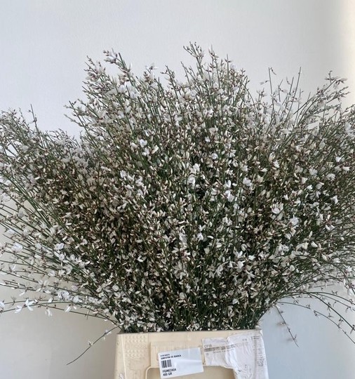 Ginestra Italia Blanca 70cm 400gr Paq.