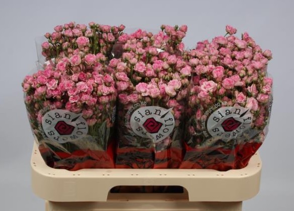 Ramificada Gypsy Rose 60cm "Flor Mini"