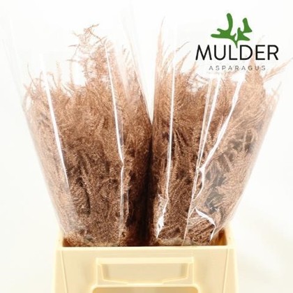 Esparraguera Pintada Cobre 45cm "T50"