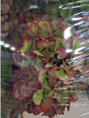 Hortensia Hol. Glow Alps Classic 80cm 20/22 Bic.