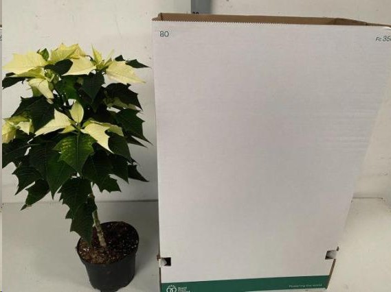 P. Poinsetia Arbol P Alaska 19/60cm x4 4F