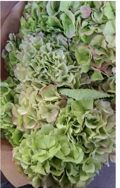 Hortensia Hol. White Verena Classic 80cm 18/22