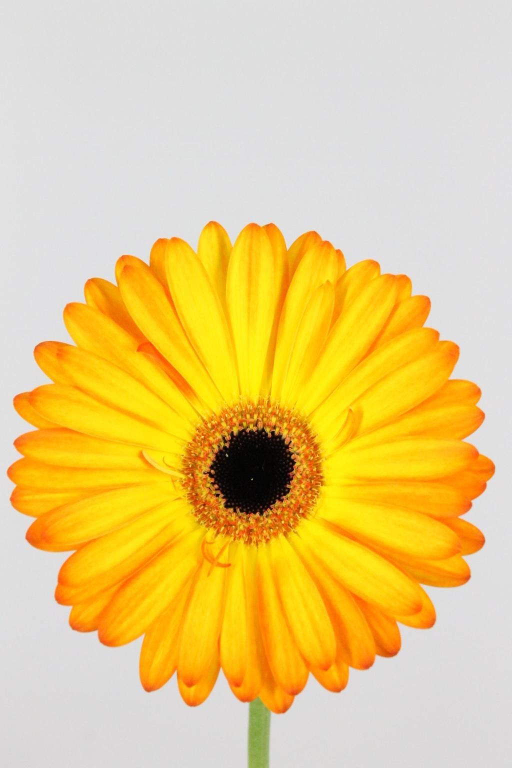 Gerbera Hol. Catwalk Bic. "T25" (7 Dias - 2)