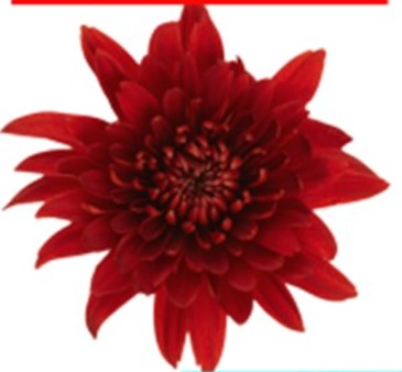 Uniflor Col. Tornado Rojo