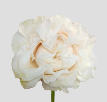 Rosa Ecu. Cotton Xpression 60cm Bl. (7 Dias - 2)