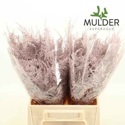 Esparraguera Pintada Champagne 45cm "T50"