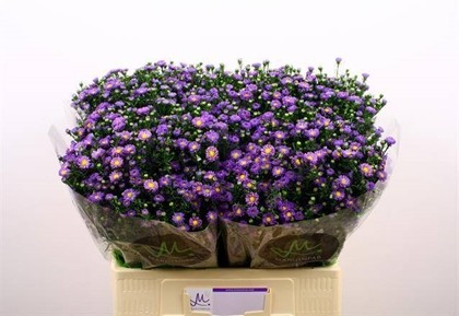 Aster Hol. Teeny Tiny Blue 80cm 30gr "T25"