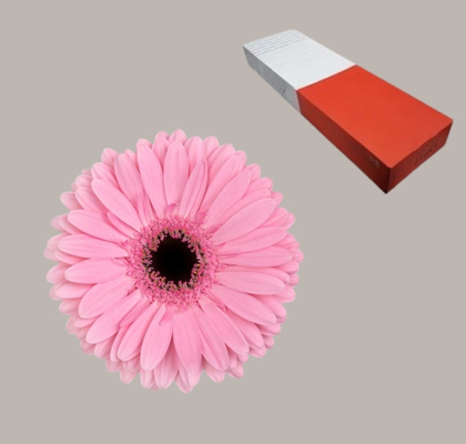 Gerbera Hol. Shanice Rs.