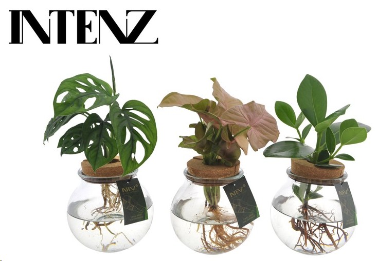 P. Hydroponic Plants 12/30cm "CC3"
