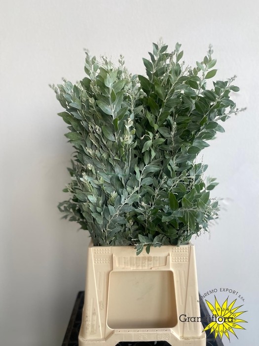 Mimosa Italia Denis Boden 60cm 200gr