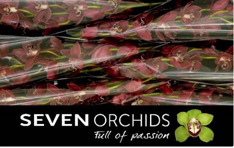 Cymbidium Brera 80cm Rj.