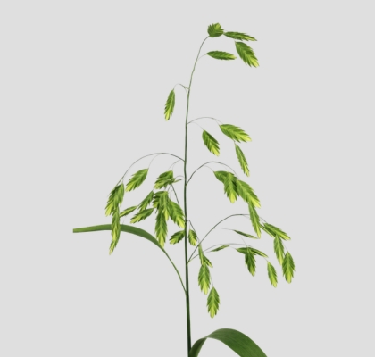 Chasmanthium Latifol 80cm "T50"