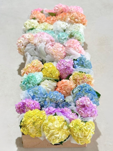 Hortensia Col. Pint. Pastel Mix 60cm �17 "CC40" (7 Dias - 2�)
