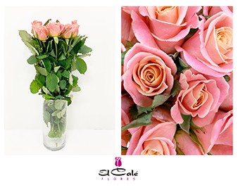 Rosa Ecu. Miss Piggy 40cm
