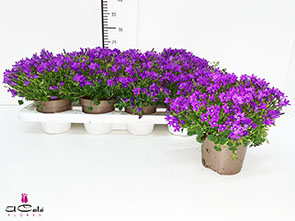 P. Campanula Portenschlagia 10,5/22cm "CC10"