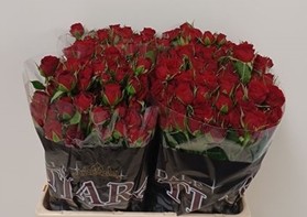 Ramificada Velvet Blossoms 50cm Rj.