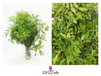 Mata Lentisco 60cm -Merca-
