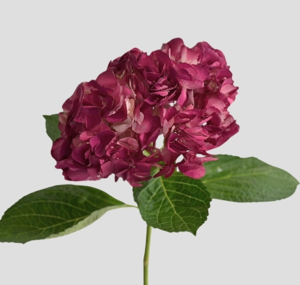 Hortensia Premium Lila "Peonia" 60cm 17/18 "Ame"