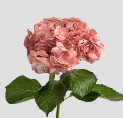 Hortensia Premium Vintage Rosa 60cm 17/18