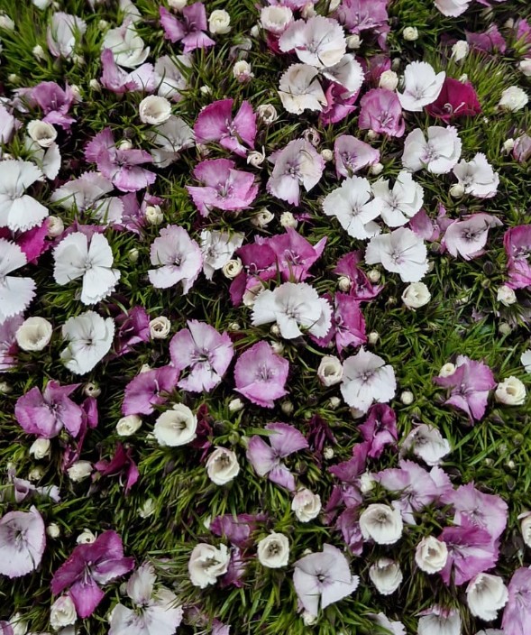 Dianthus Barbatus Italia Bic. Rosa 60cm "T50"