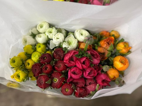 Ranunculos Italia Elegance Mixto 45cm "T50"