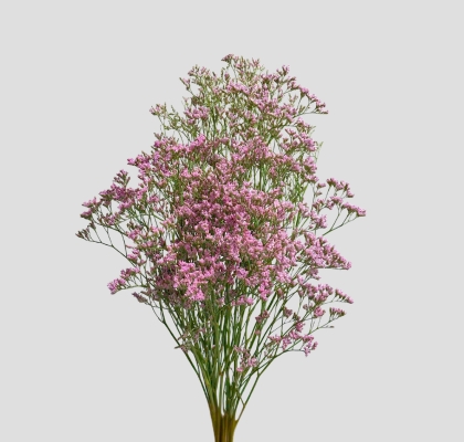 Limonium Nac. Chino Rosa 70cm Paq.