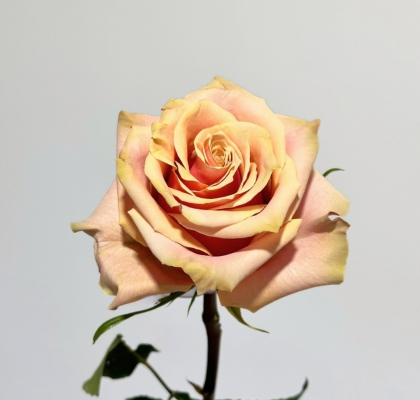 Rosa Ecu. Pink Amaretto 70cm