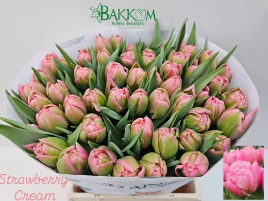 Tulipan Hol. Doble Strawberry 50cm. Rs.