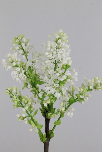 Lilas Madame Stepman Blanca 50cm 4bl