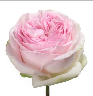 Rosa Ecu.  Lorena Summerhouse 50cm