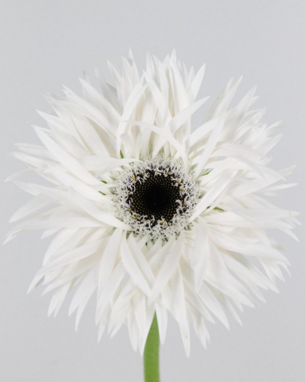 Gerbera Hol. Gespider Garden Ghost Bl. "T25"