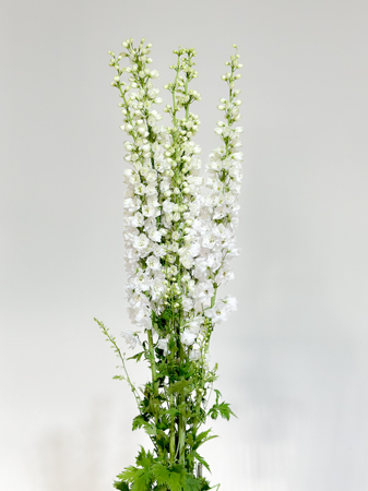 Delphinium Nac. Blanco 100cm (7 Dias - 2�)