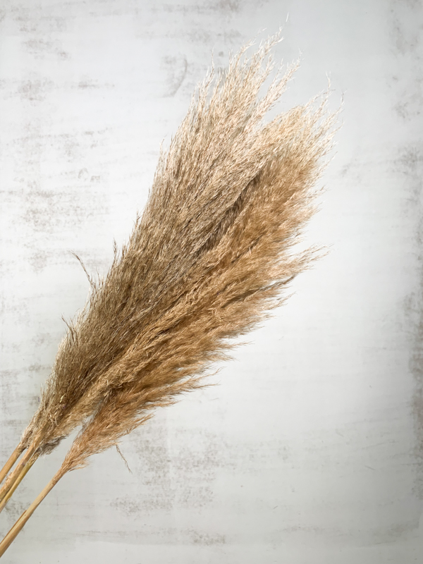 Cortaderia Hol. Silver Mountain 120cm "T10"