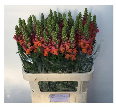 Antirrhinum Italia Orange 80cm